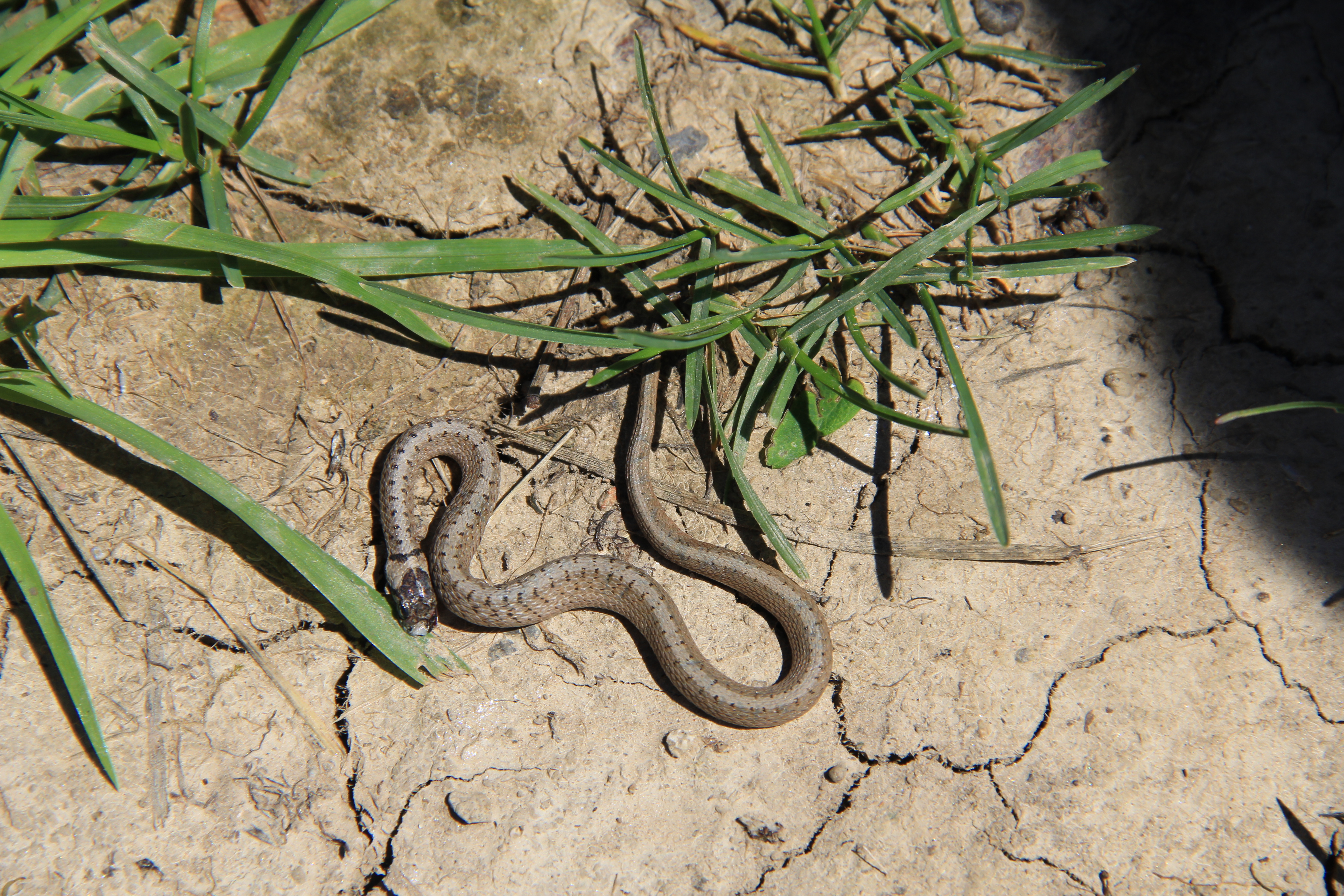 A Dekay's Brown Snake on the pathway