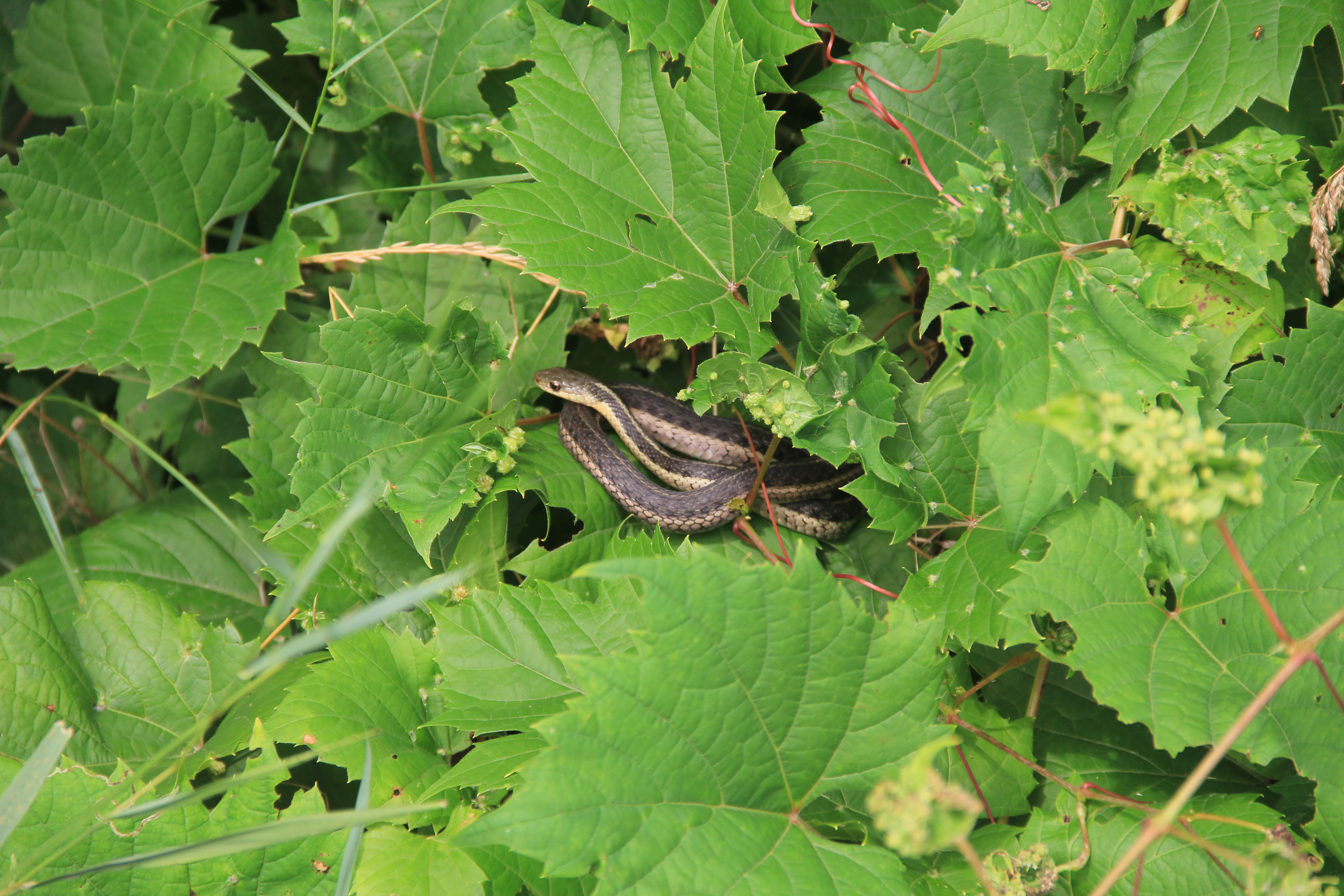 An Eastern Garter Snake is laying in grape leaves