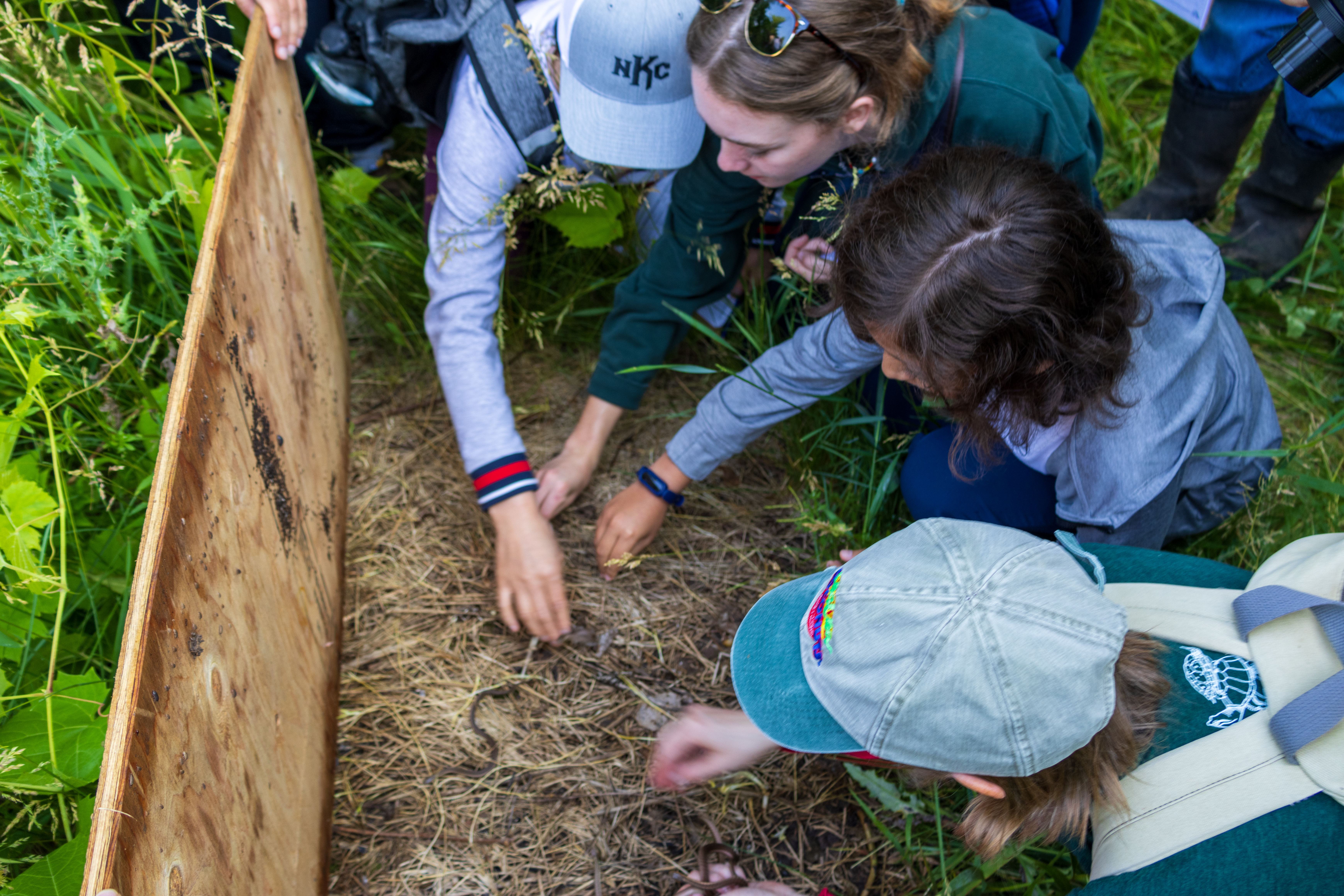 People grabbing snakes under a wooden board