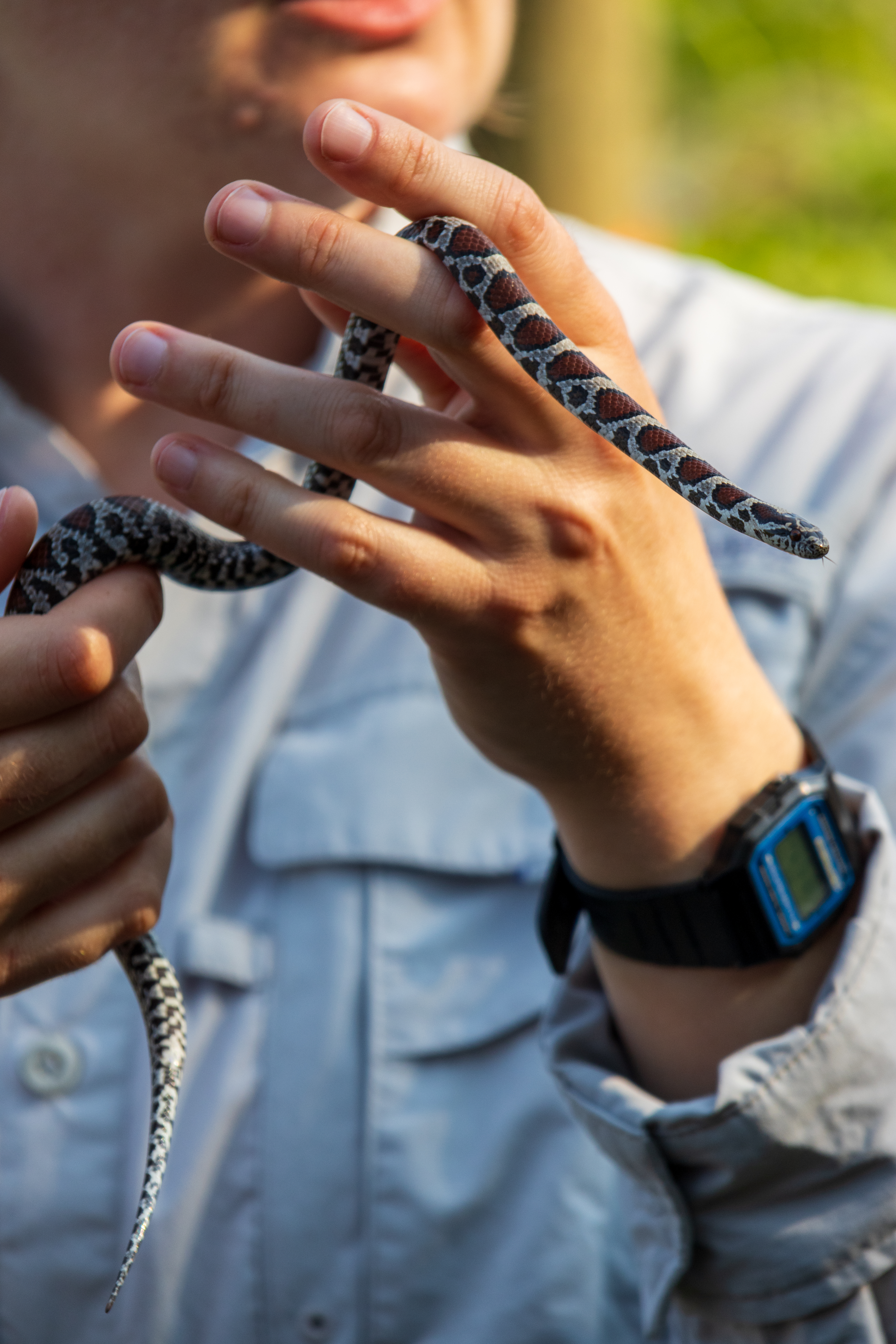 A person holding an Eastern Milk Snake