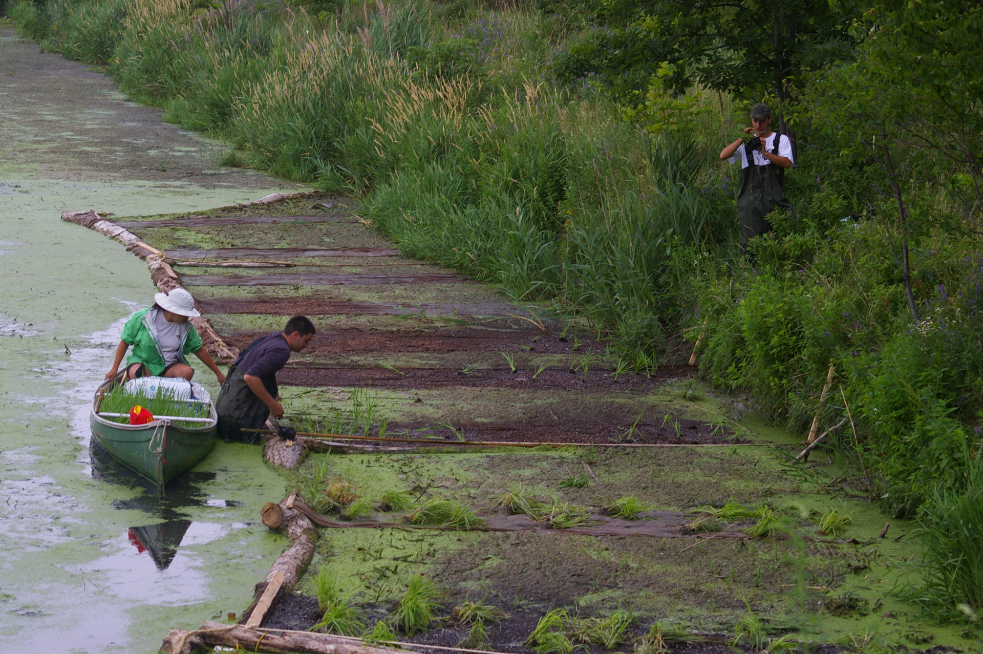Students restoring the wetlands by planting native submergent plants