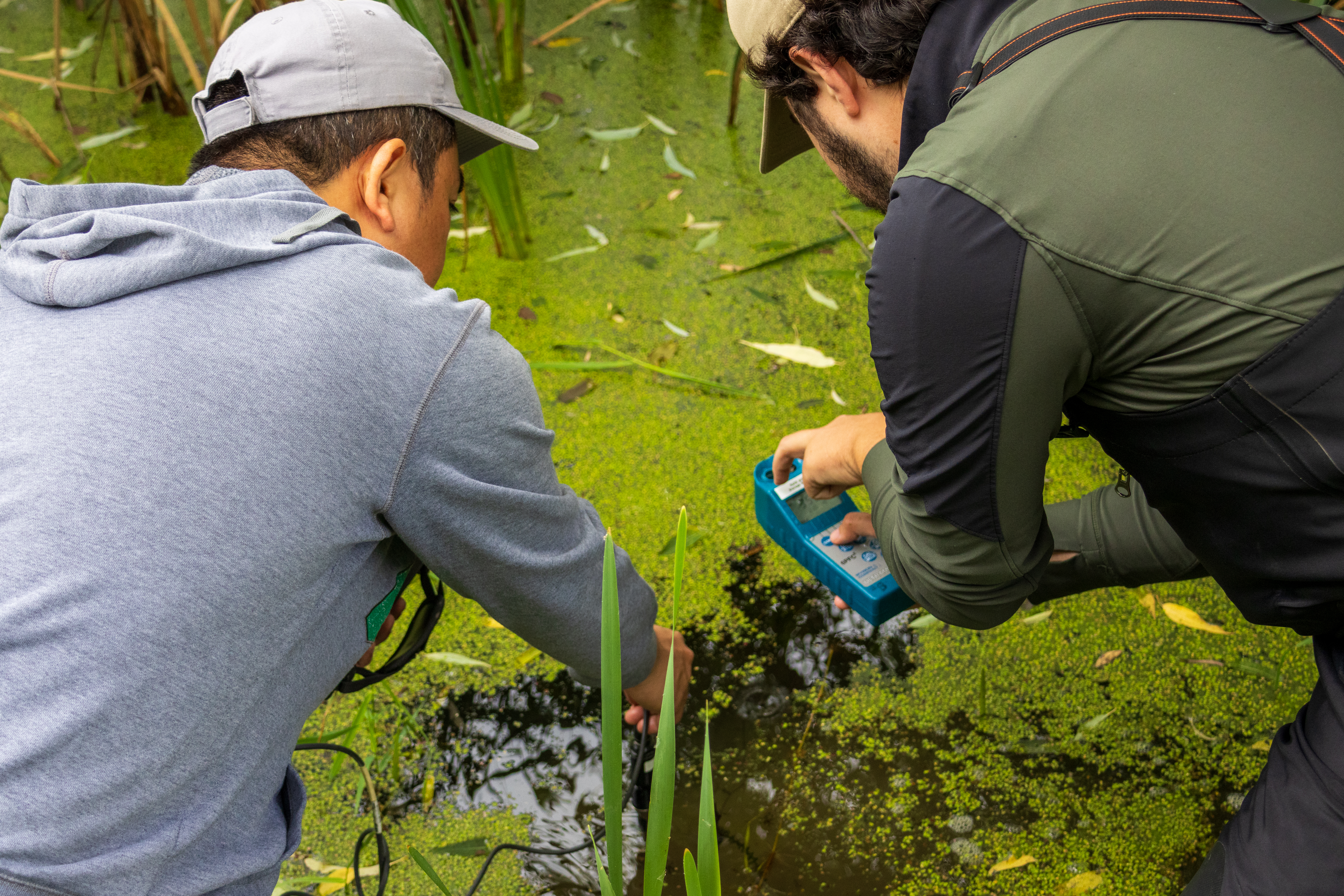 Students using water monitoring equipment in a wetland