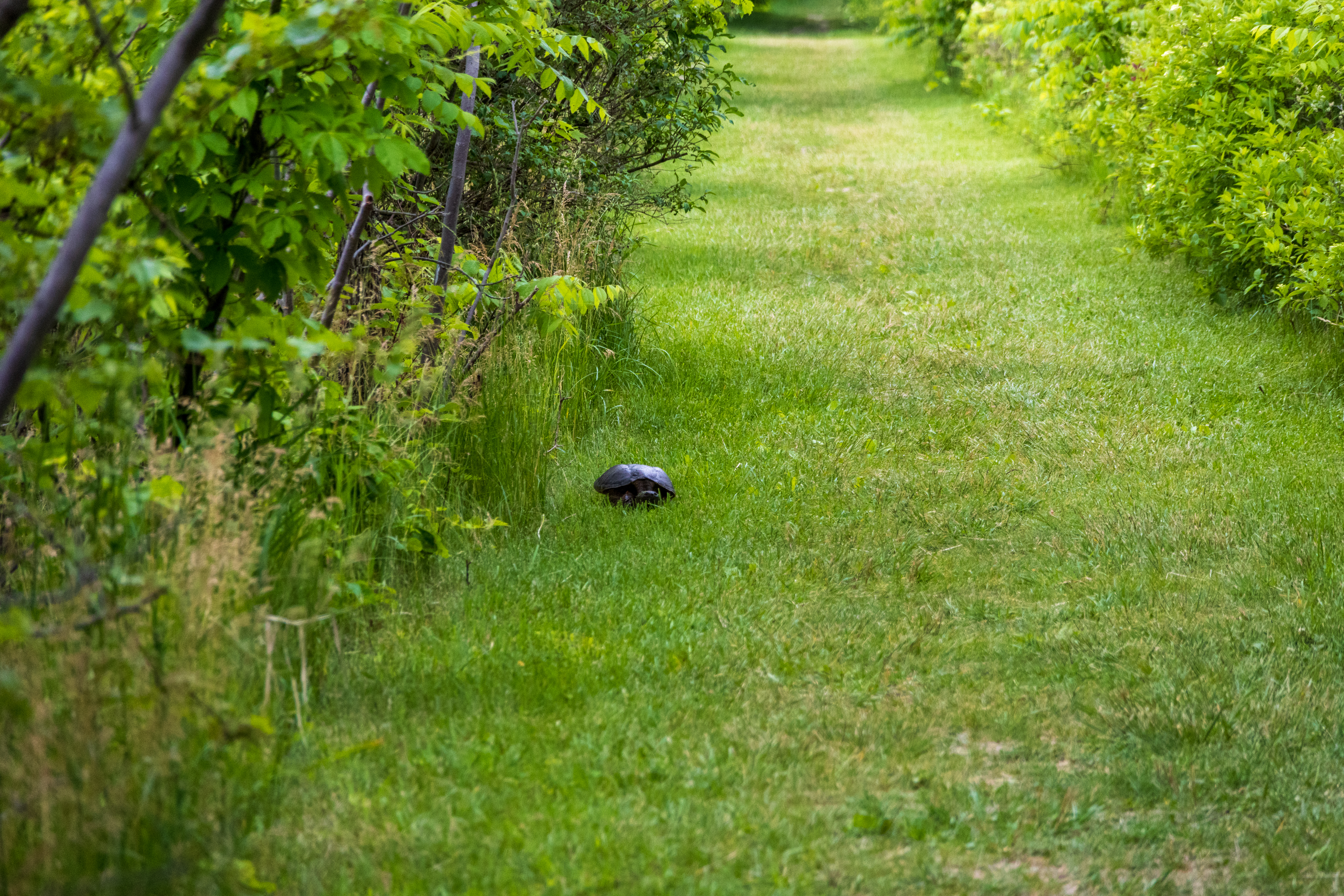 A snapping turtle on the trail