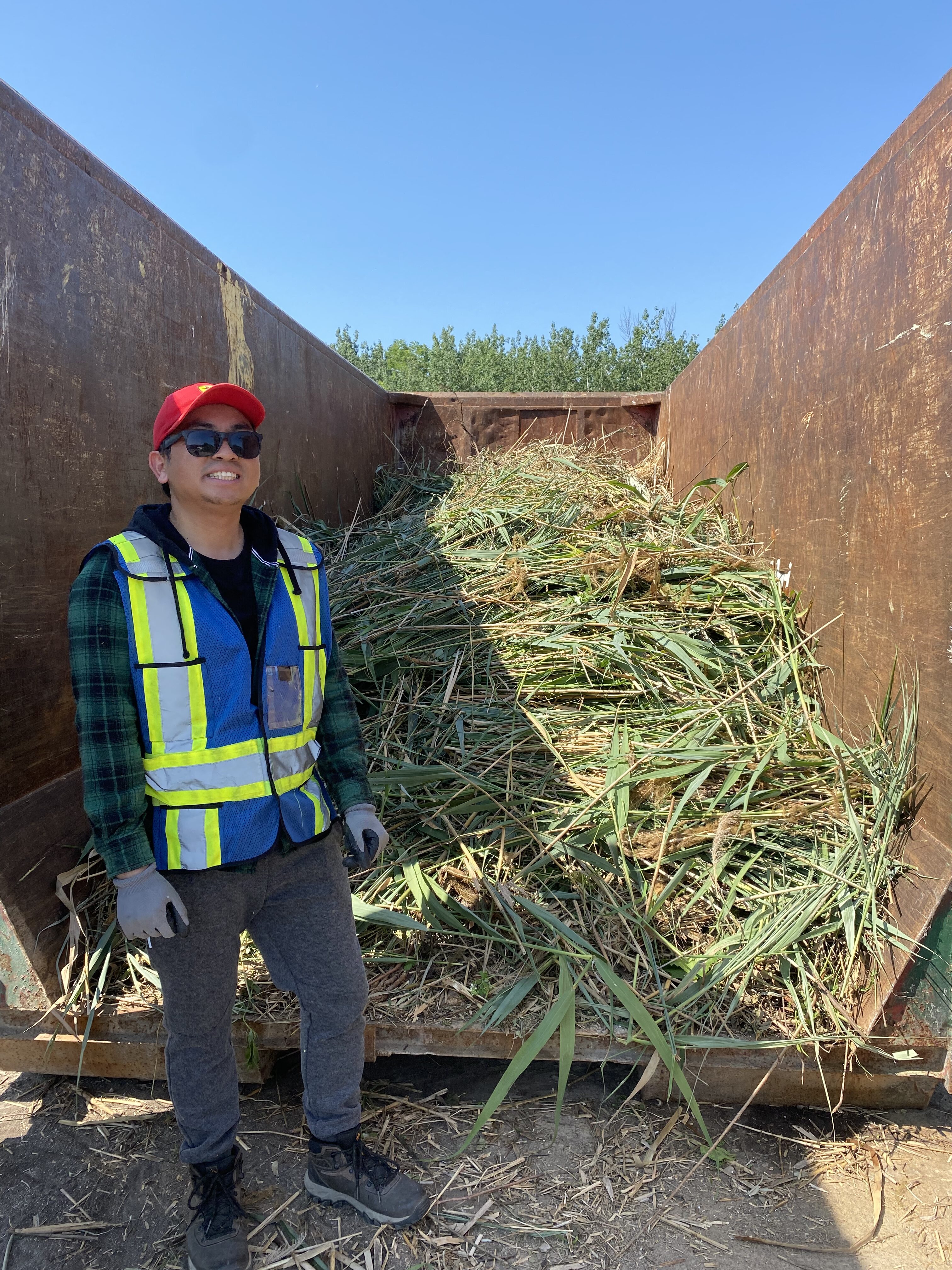A student standing in front of a dumpster that has cut phragmites in it