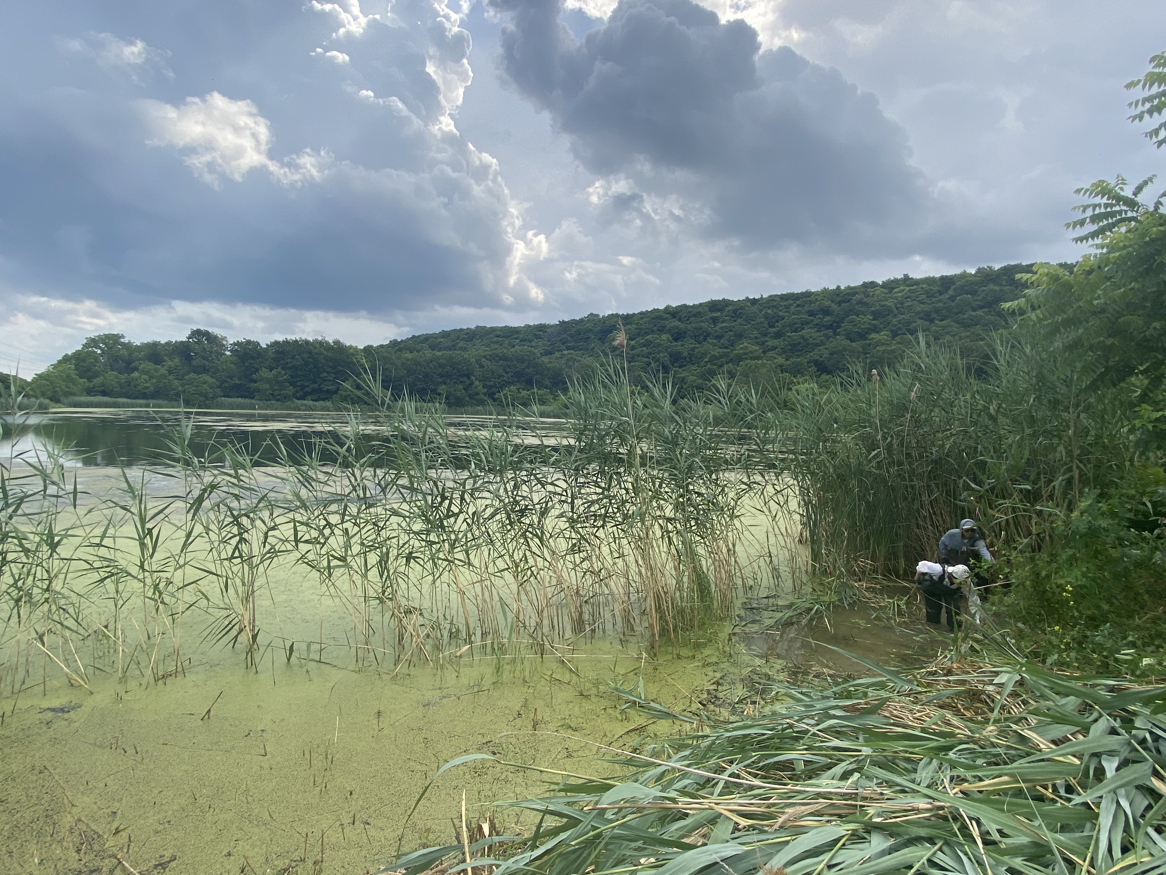 Students cutting invasive phragmites in the wetlands