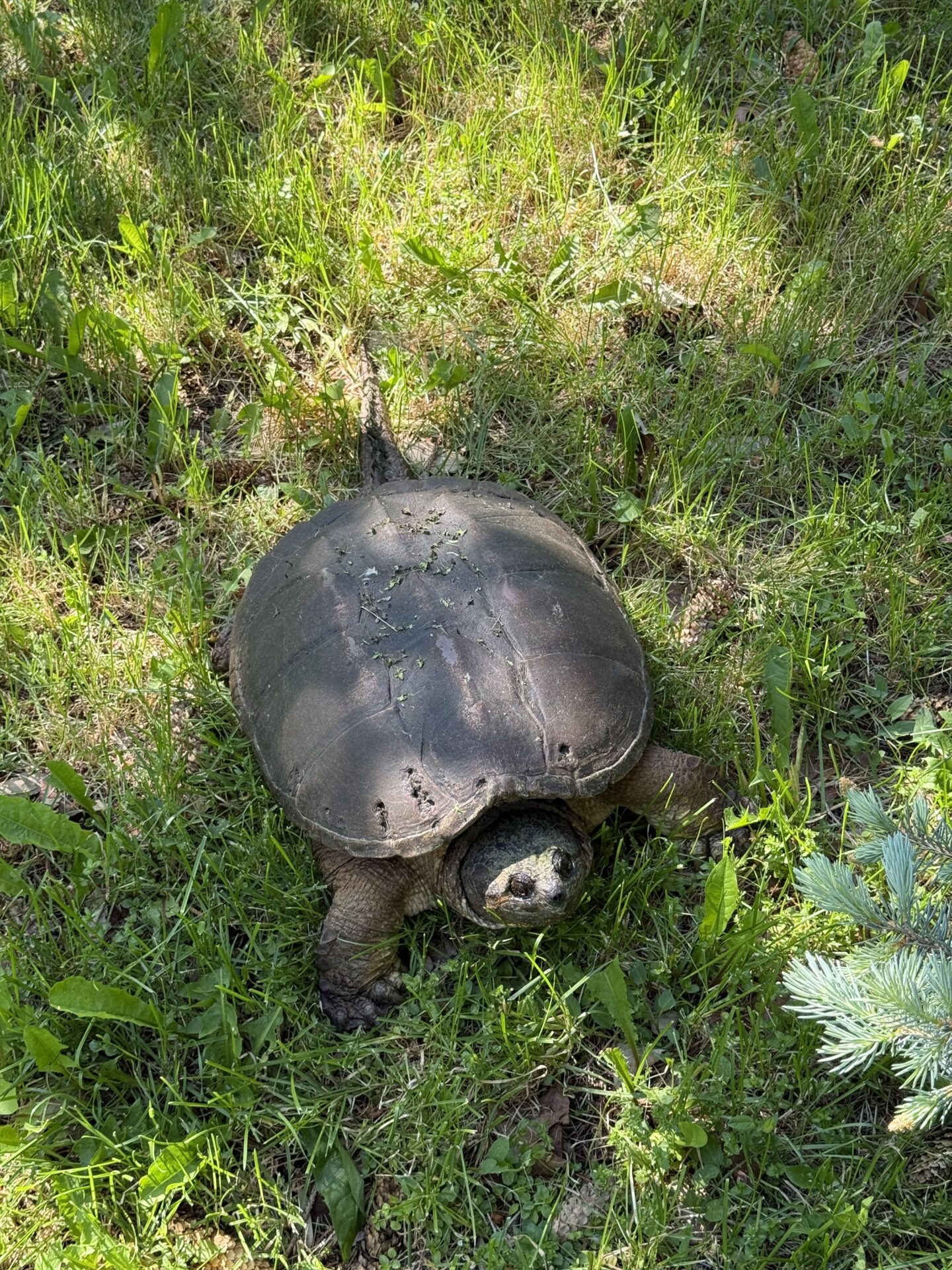 snapping turtle with five holes in her shell