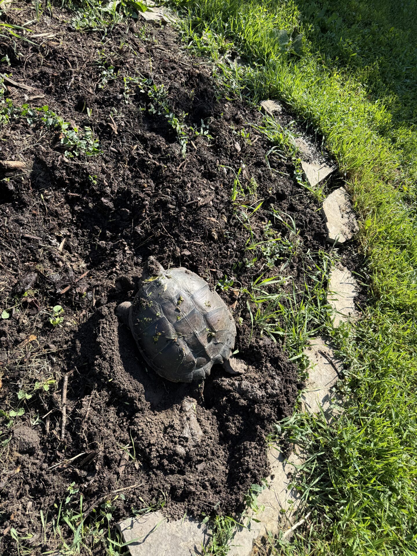 turtle nesting in the Indigenous gardens