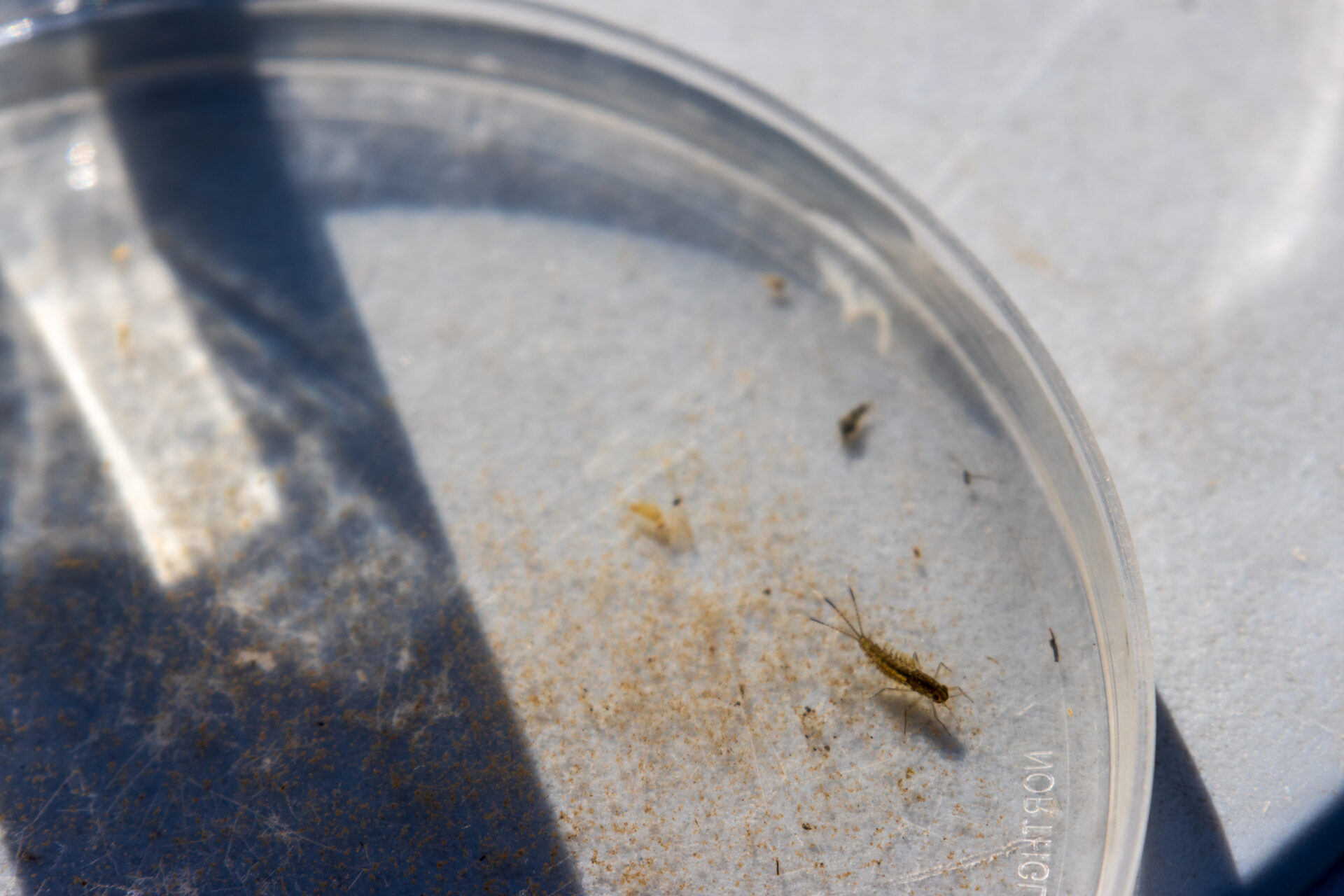 Mayfly in a petry dish