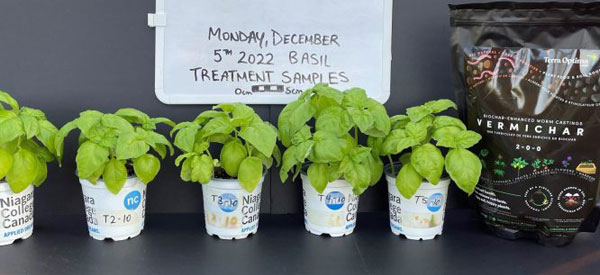 5 pots with basil plants demonstrating growth using vermichar product