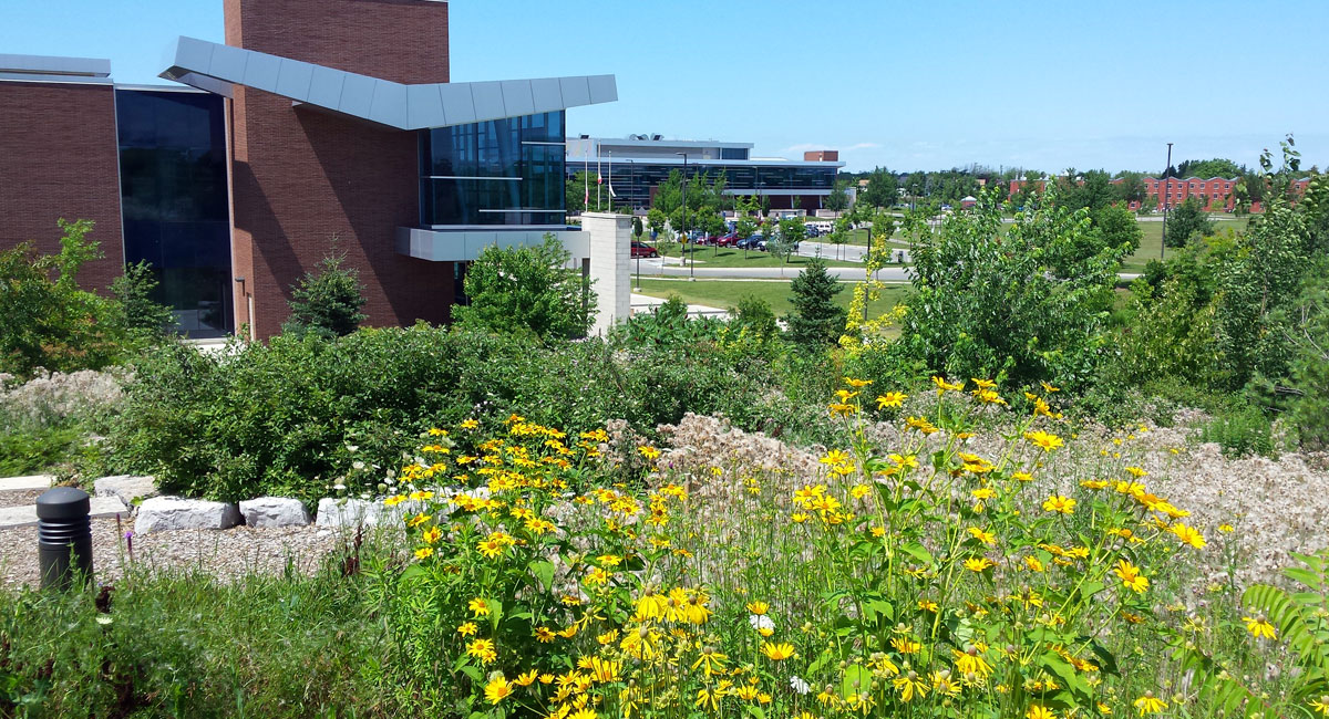 Grassy berm covered in bright yellow flowers with NC Welland campus AHI building in the background