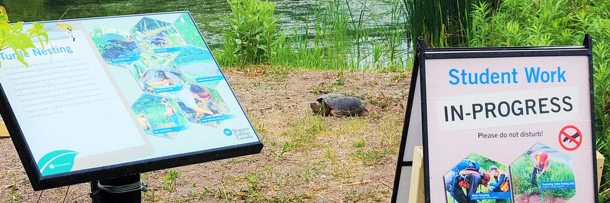 A snapping turtle rests on the shore of the lagoon with student signage in the foreground