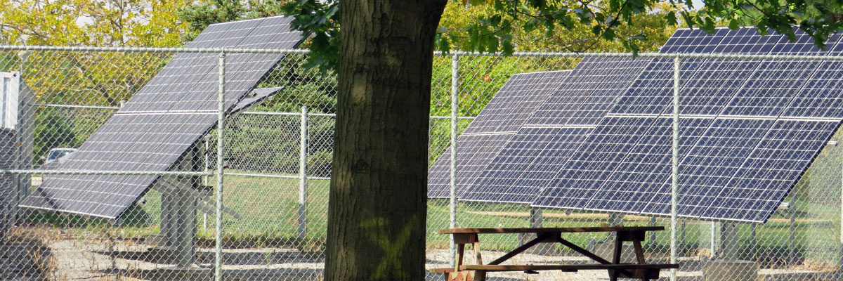 An array of solar panels within a fenced enclosure with a large tree in the foreground