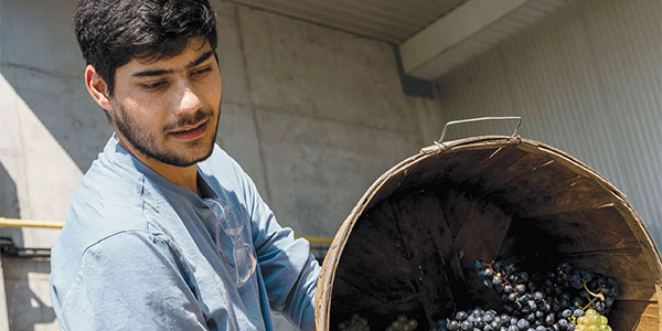 Image for Winery and Viticulture Technician