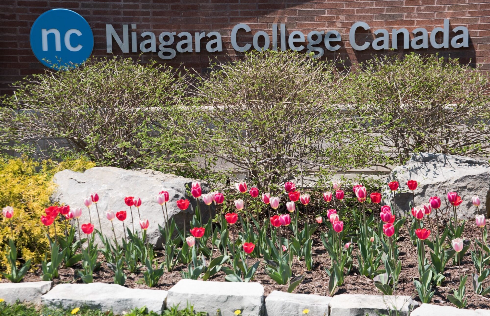 A Niagara College sign appears behind a flower bed with spring plants