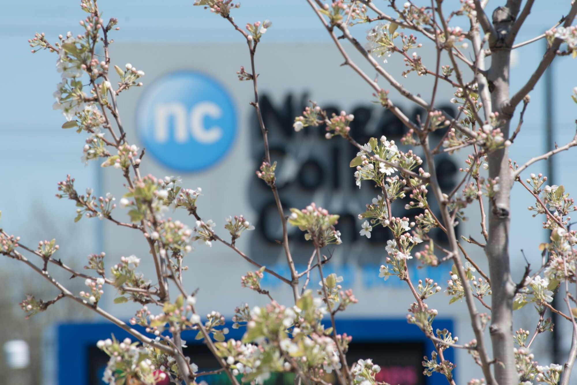A tree with spring blooms is pictured in front of the NC sign