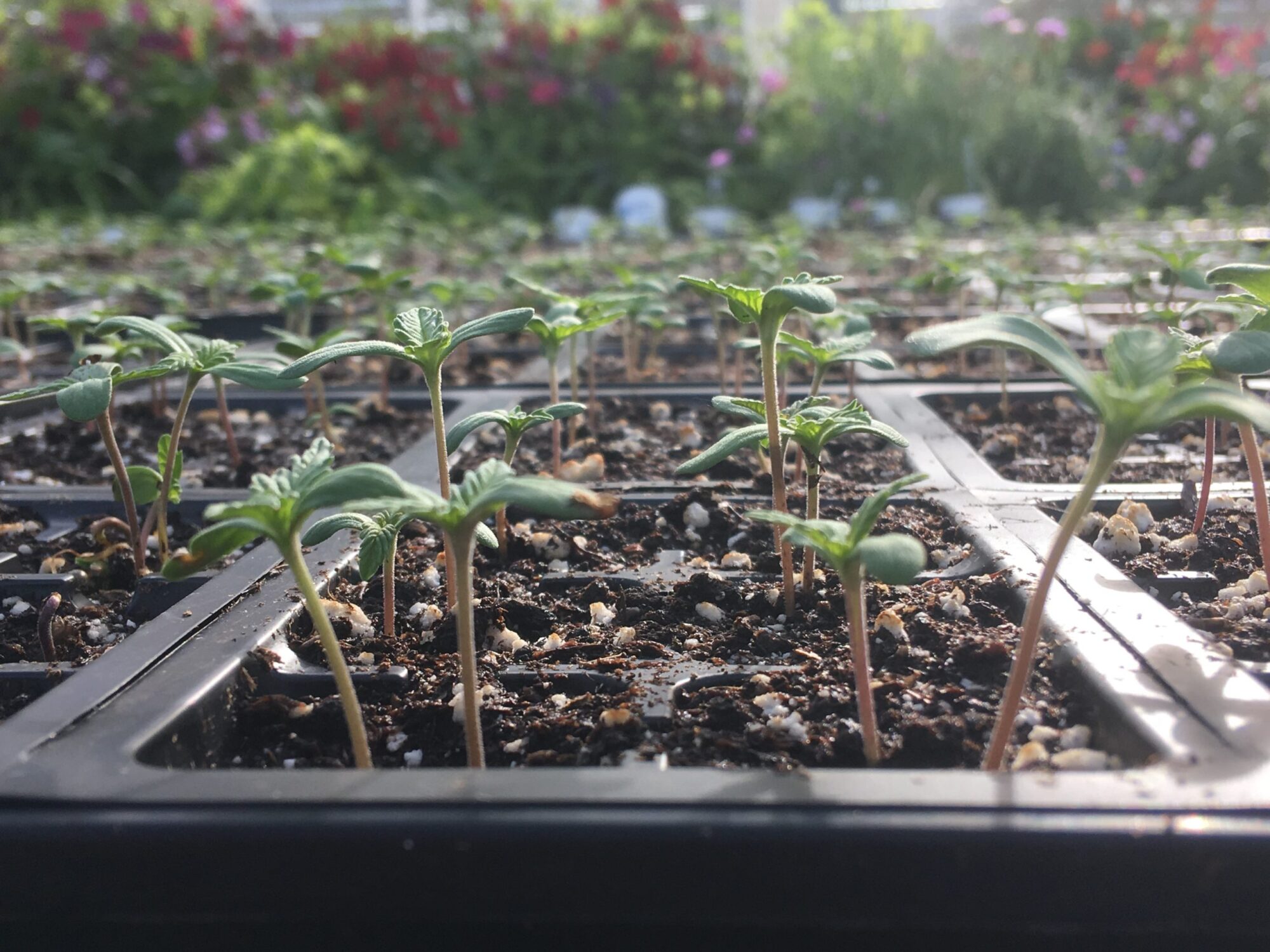 tiny hemp seedlings growing in a tray in a greenhouse