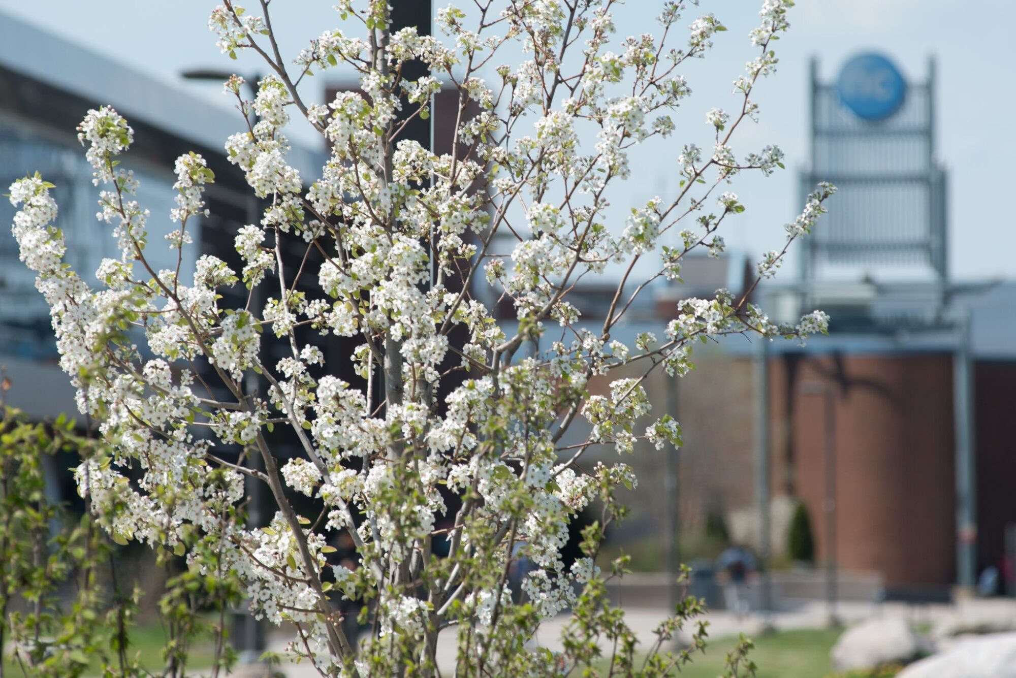 spring blooms on campus