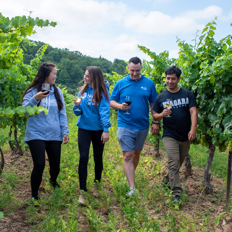Students walking through the NC vineyard sipping wine
