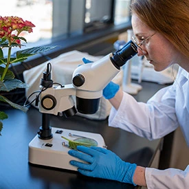 Student looks through a microscope at a leaf